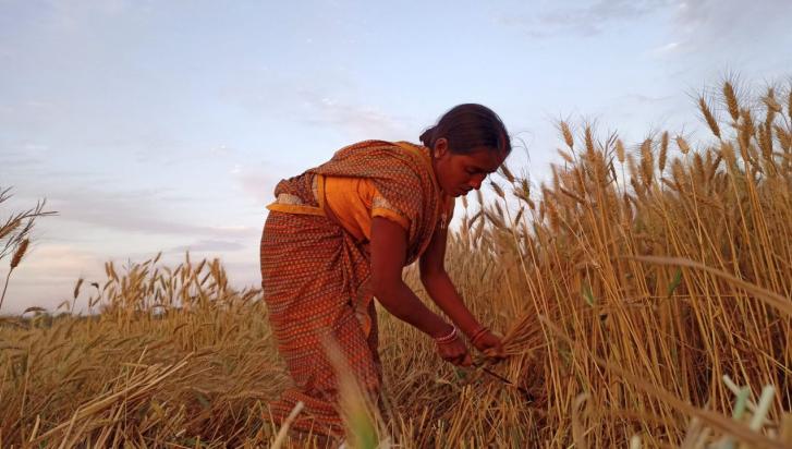 wheat farmers