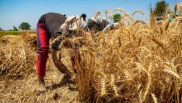 Ban on Wheat Exports 'Anti-Farmer' Move, say Punjab Farmers' Unions