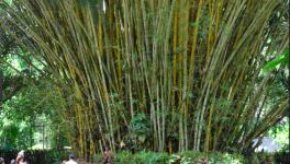 bamboo