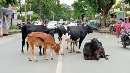 stray bovine