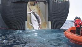 commercial whaling