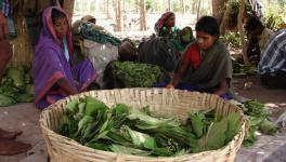 tendu leaf farmers