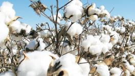 Bt Cotton