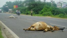 ‘Life-Cycle’ of Cows