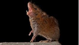 Singing Mouse