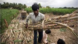 sugarcane farmers