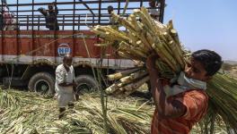 Sugarcane Farmers