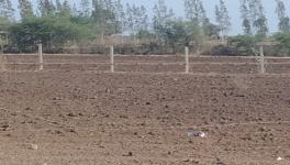 Drought in Gujarat