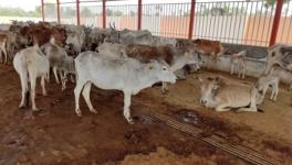 Uttar Pradesh: Cows Continue Dying At State Run Shelters Due to Rain And Lightning