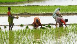 Haryana Govt. Wants Farmers to Leave Paddy Cultivation to Arrest Depleting Groundwater Table