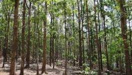 Indian Forests