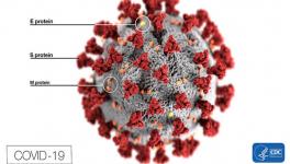 Thorough hand-washing with an ordinary soap is effective in killing coronavirus (COVID-19)