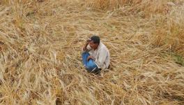 COVID-19: ‘Crops Destroyed, are Forced to Starve,’ say Madhya Pradesh Farmers