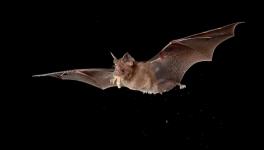 Really Like to be a Bat