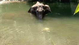 Elephant Probably Accidentally Ate Cracker