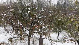 Kashmir’s Fruit Growers Bear