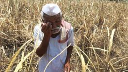 MVA Govt Inaction Leading to Farmers