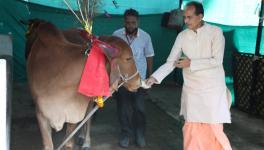 cow cabinet