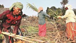 Miffed over Prices and Dues, Maharashtra Cane Farmers to Not Allow Mills to Work in Crushing Season