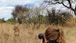 African Cheetahs in India