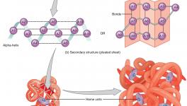 Protein structure