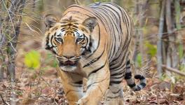 Supreme Court Stays Bus Service through Corbett Tiger Reserve