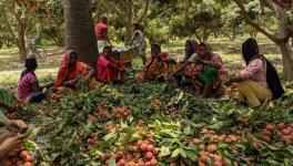 Litchi farmers