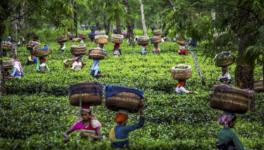 Bengal Elections: 12 Seats in Next 2 Phases Hinge on Vital Tea Garden Worker Votes