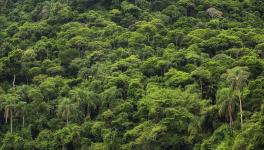 Is the Amazonian Forest No More a Sink for Carbon Dioxide?