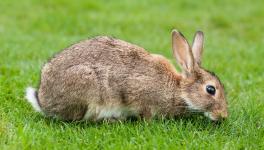 European Rabbit