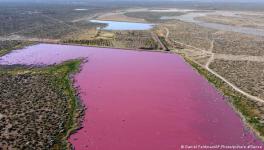 Industrial pollution of a lagoon in Argentina: A small number of animals can thrive under unlikely conditions like this