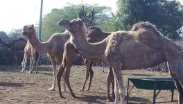 camel