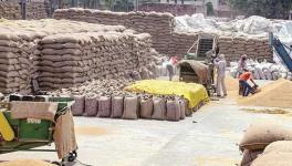 Wheat Exports Banned One Month After PM Modi Said ‘India Can Feed the World’