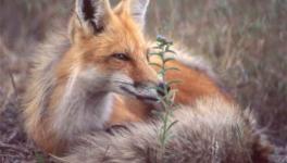 How I Found Myself Befriending a Wild Fox