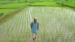 WB: Saline Variety of Paddy Successful in the Sundarbans