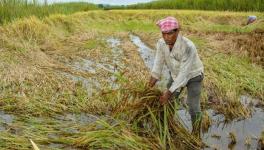 UP: Crop Loss Due to Heavy Rains Drives Farmers to Suicide in Firozabad, Barabanki