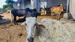 Was Lumpy Skin Disease in Cattle Preventable?