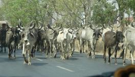 UP: 2 More Farmers Allegedly Die While Protecting Crops From Stray Cattle in Biting Cold