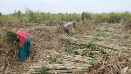 Haryana Sugarcane Farmers Start Indefinite Protest Outside Mills Over Price