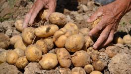 WB: Potato Farmers Plan Road Blockades on March 11 to Demand Fair Prices 