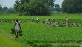 UP: CM Yogi Claims no Farmer Died by Suicide in UP in 6 Years, Farmers Say it’s a Lie