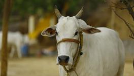 Cow Urine Contains 14 Types on Harmful Bacteria, Unfit for Humans: Study