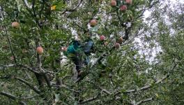 Apple growers