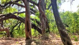 A huge banyan tree located in village Kalu Amkheda of Vidisha district in Madhya Pradesh (Photo - Pooja Yadav, 101Reporters)