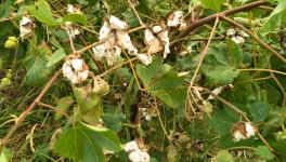 Pink Bollworm: Rajasthan