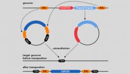 Gene Therapy