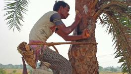  Collecting date juice from Manbazar purulia  Palm juice. 