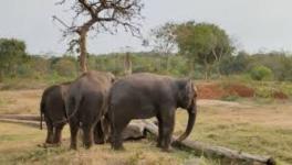 Once home to tigers, leopards and at least over 70 elephants, the sanctuary, barely 20km from capital Bhubaneswar, is now surrounded by highways and high-rise apartments.