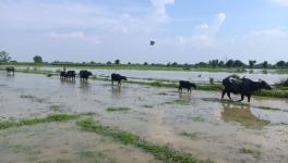 Cattle grasslands surrounded by the flooded river (Photo - Ramji Mishra, 101Reporters)