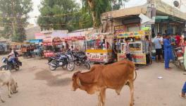 Food stalls in Dabli Rathan (Photo - Amarpal Singh Verma, 101Reporters)